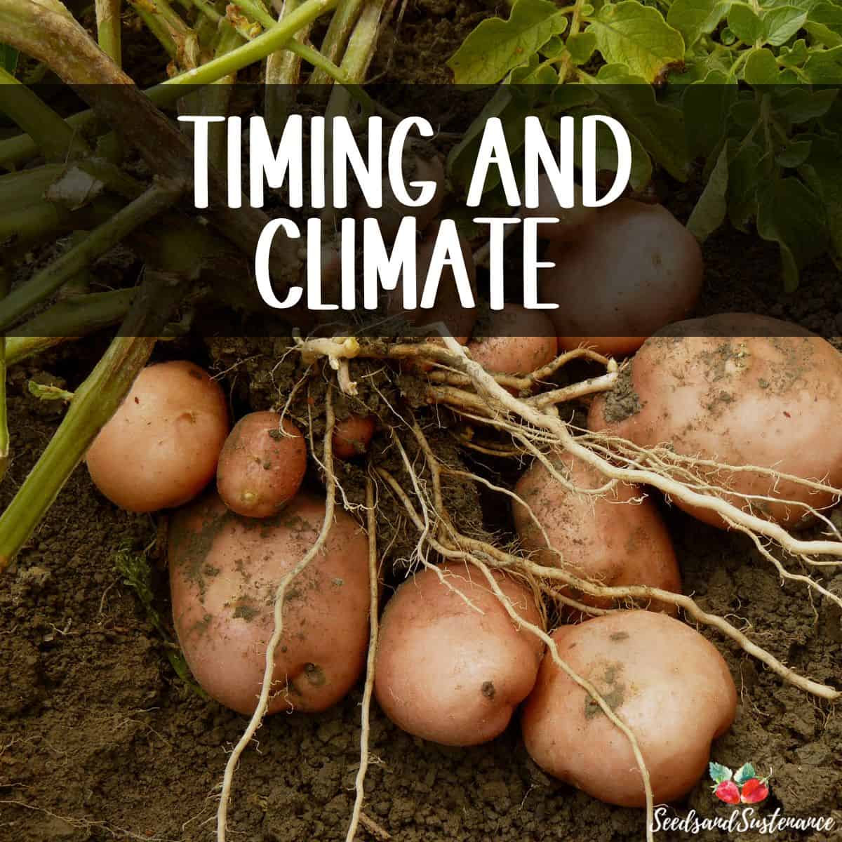 fresh red potatoes - timing and climate for planting potatoes