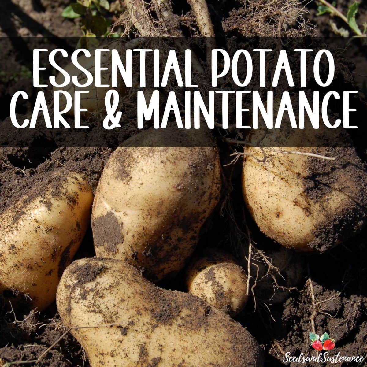 fresh potatoes from the garden